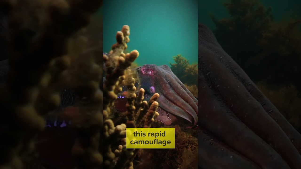 Color-Changing Abilities of Cuttlefish | 