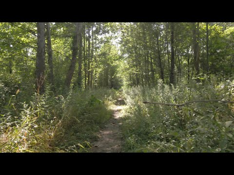 UK Researchers partner with Lexington's Reforest the Bluegrass