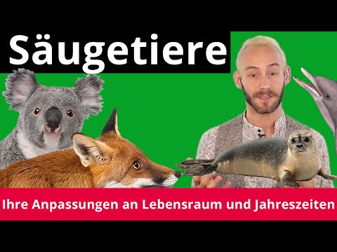 Video: Brillenschlange: Lebensraum, Größe Und Merkmale