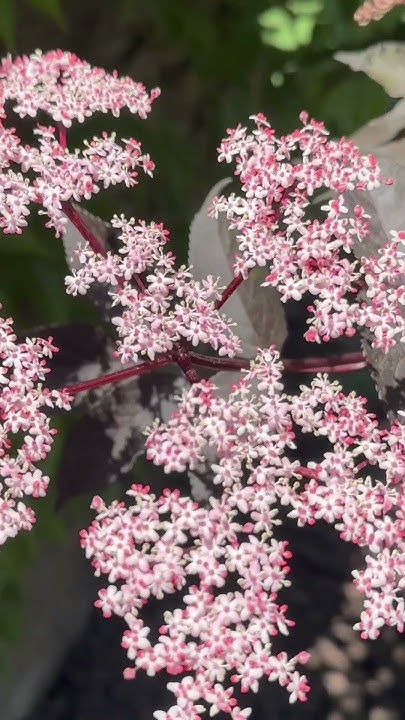 Бузина черная Блэк Бьюти - YouTube