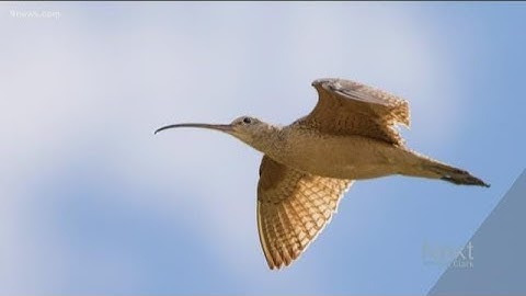 Study on bird migration patterns acknowledges rapidly changing climate