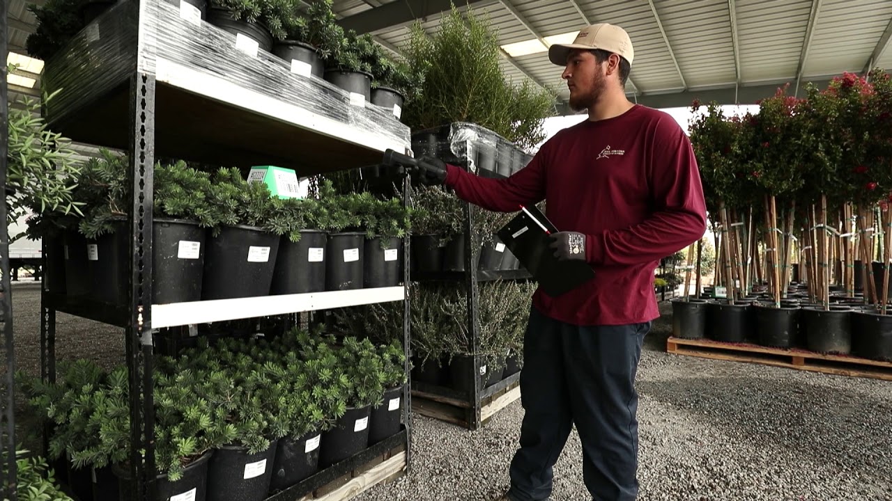 Devil Mountain Efficiency