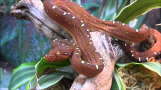 Baby Red Wamena Green Tree Python