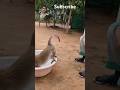 Angry Monkey #monkey #funny #cute #animals #pets #animal #shorts #viral #trending