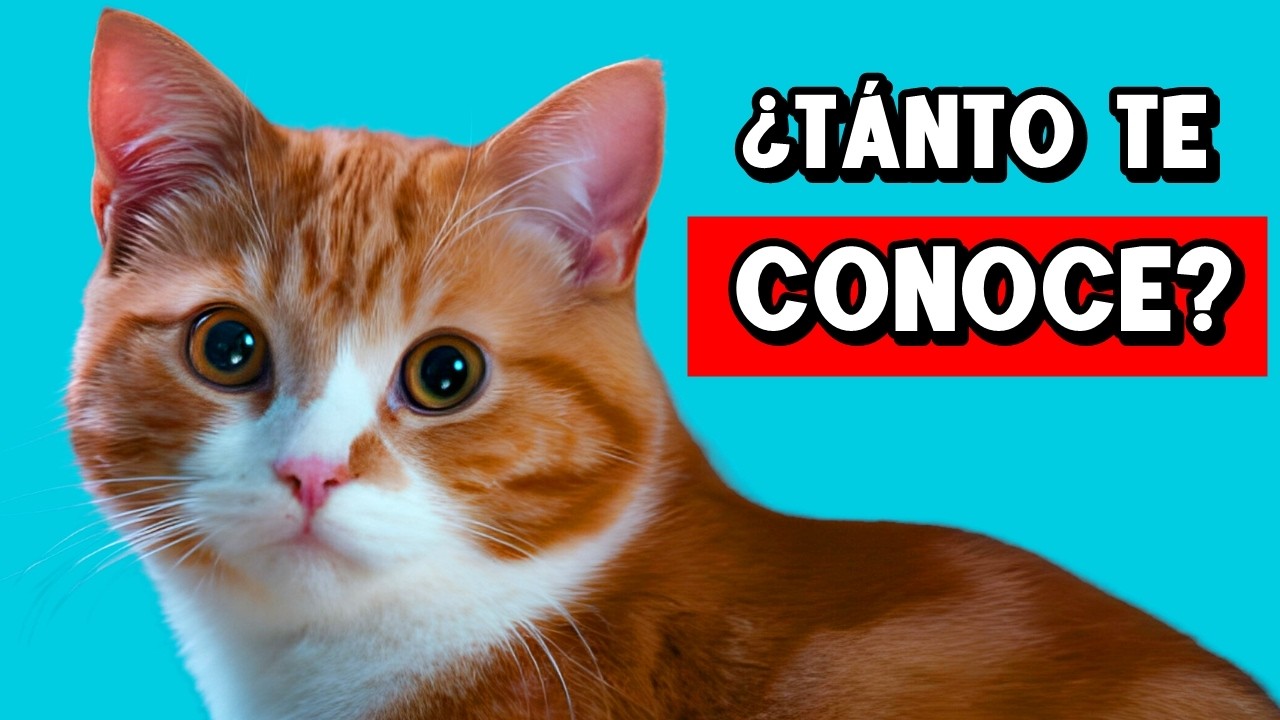 10 COSAS que tu gato SABE SOBRE TI (Le encantaría que lo SUPIERAS 😻)