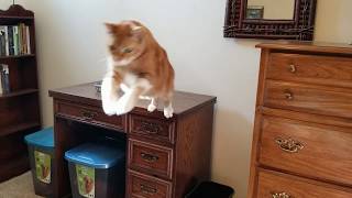 Cat Jumping in Slow Motion by The Cat Who Knows Words 388 views 4 years ago 40 seconds