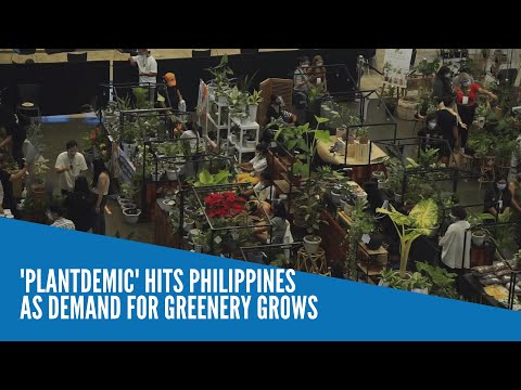 'Plantdemic' hits Philippines as demand for greenery grows