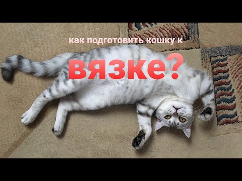 Как подготовить кошку к вязке?