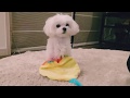 マルチーズかのん 遊び❕触らないで欲しいシャカシャカおもちゃ
