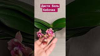 Орхидея парфюмерная фабрика Дасти Бэль бабочка