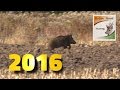 Best moments Wild boar driven hunting in Poland 2016  with Robin Hood Hunting Agency