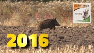 Best moments Wild boar driven hunting in Poland 2016  with Robin Hood Hunting Agency