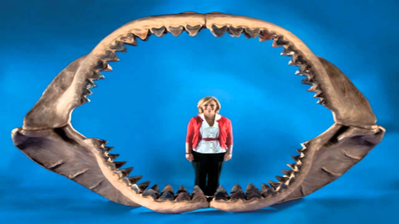 El Megalodón - Español | BAQS