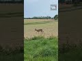 French police warn rural drivers to be wary of "drunk" deer #animals #drunk