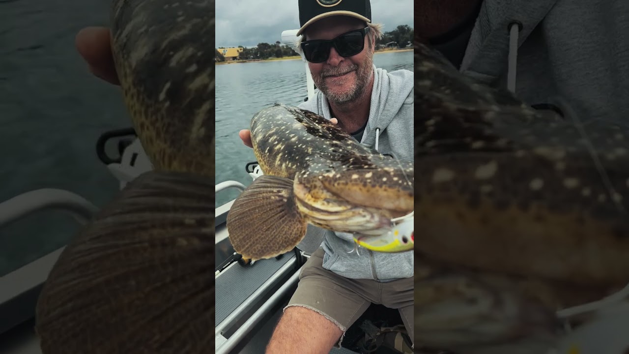 Topwater FLATHEAD lure | Maverick 115