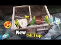 New setup of parrot  vlog  parrot informative  australian pet birds  mehar birds