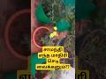 சாமந்தி...எந்த மாதிரி செடி வைக்கனும்??#gardening #gardenideas