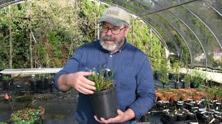 Sisyrinchium angustifolium 'Suwanee' - blue-eyed grass Sisyrinchium angustifolium 'Suwanee' - blue-eyed grass