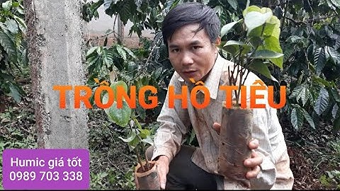 Hướng dẫn trồng tiêu đơn giản, nhanh thu hoạch. MV Nhân Trí