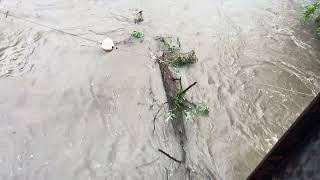 Tree Floating Down Lamoille River in Morrisville, VT