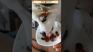 댕댕이먹방 #원두동생자두 #반려동물입양 #자두이야기  #유기견입양 #산딸기