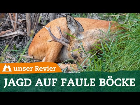 Roe Buck Hunting: How to Successfully Harvest at the End of the Rut | Rutting Season | Roe Deer |...
