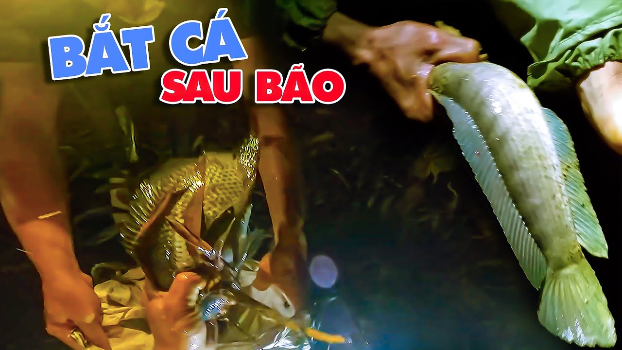 SAU TRẬN BÃO LỚN, CÁ LÊN CÁ TRÊN BỜ NẰM - Kỉ Niệm Thợ Rừng