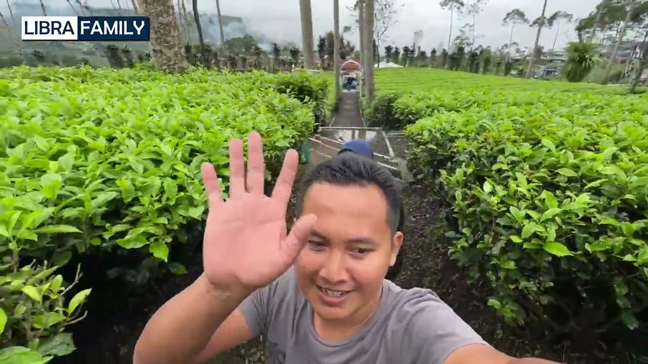 Kebun Teh Panama Dieng Wonosobo #wisatadieng #kebuntehtambi