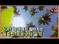 극한직업 - Extreme JOB_필리핀 코코넛 가공 공장_#001