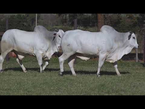 LOTE 41 | Leilão Touro Pronto Katispera