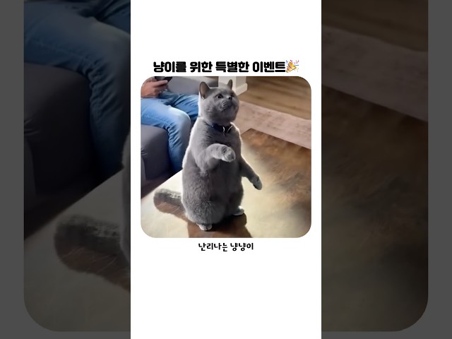 냥냥이를 위한 특별한 이벤트 #냥냥이 #이벤트