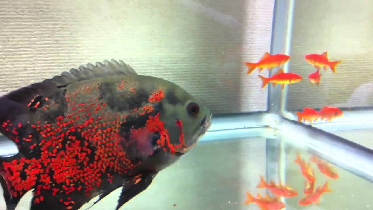 peixes Oscar com fome - YouTube
