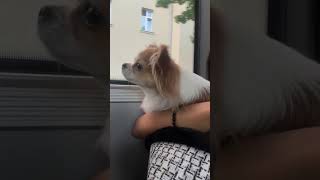 Molly + tramwaj= PRZYGODA