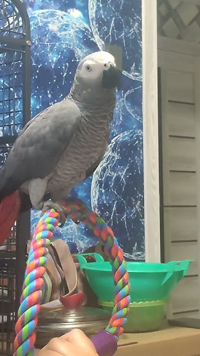 «Попугай-целователь: самые милые моменты». - YouTube