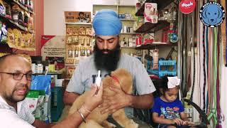What is This Best Fleas, Flea Eggs, Ticks and Lice Medicine For Dogs and Puppies. BholaShola screenshot 5