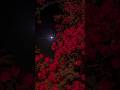 TryThis Tonight : Relaxing Music For Deep Healing, Beautiful Night with Full Moon