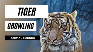Tiger Snarling Growling Sound - sound of tiger growling - tiger sound effect loud