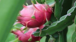 How to grow a Dragon Fruit Cactus from seed - Hylocereus undatus