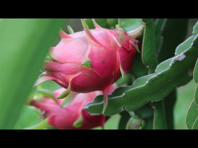How to grow a Dragon Fruit Cactus from seed - Hylocereus undatus - YouTube