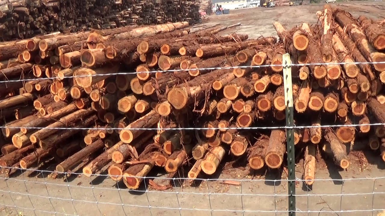 redwood toxic trails YouTube