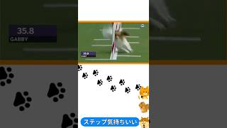 【2ちゃん動物スレ】死ぬほどかっこいい世界最速のパピヨン#shorts#犬#2ちゃんねる#うまぴょい伝説