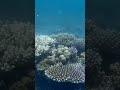 how coral reefs work and why they matter #shorts