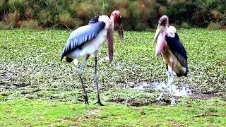 The Life Of Birds. Marabou Stork
