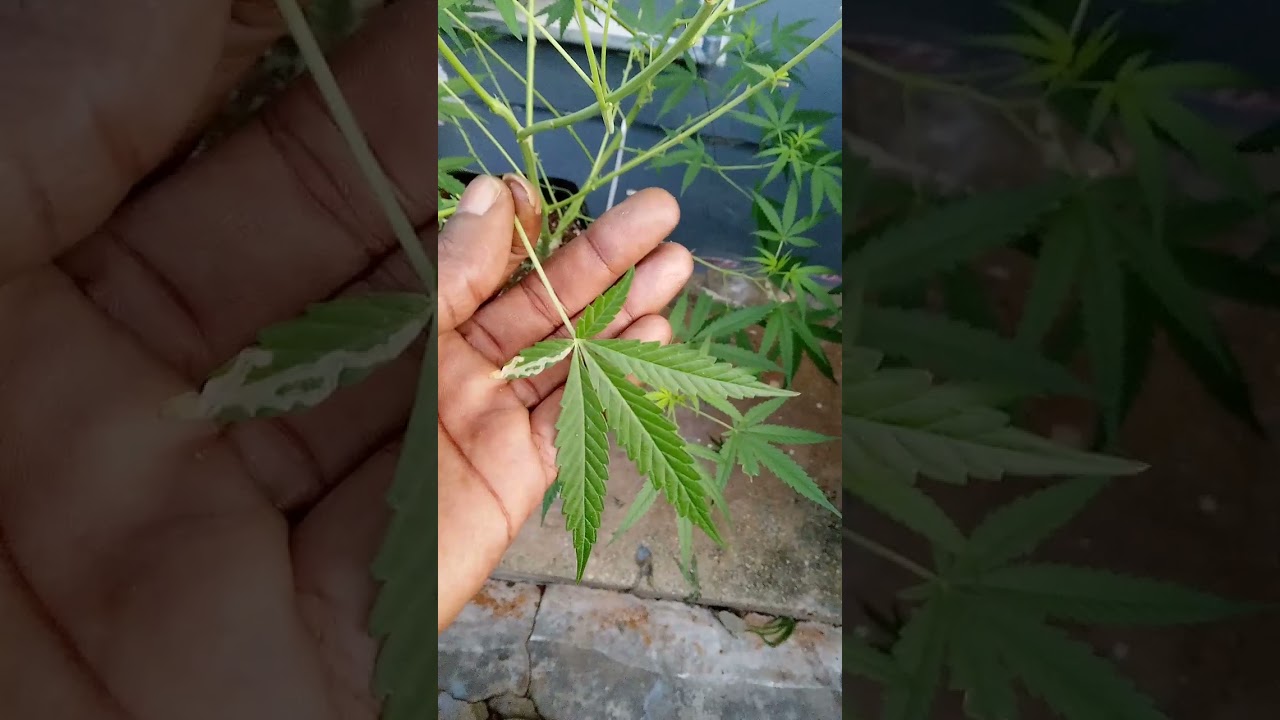 Godfather og, Black runtz and SPK outdoor grow.