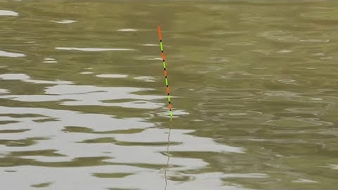 Tìm kiếm cá diếc tại trạm bơm Cốc Thành | cá ăn rất nhẹ