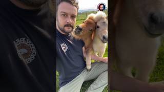 Here Come My Beautiful Ponies