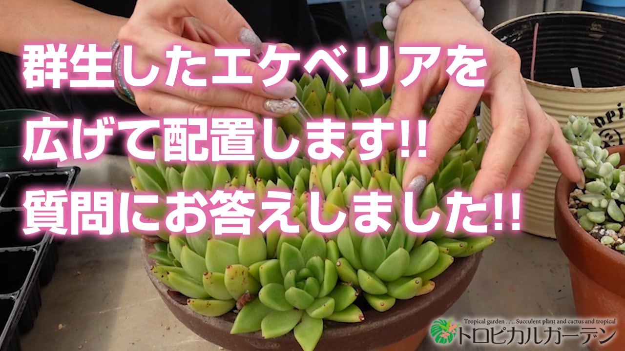 多肉植物 群生したエケベリアを広げて配置します 今回も質問にお答えしました Succulent トロピカルガーデン Youtube