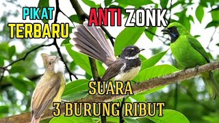 Suara pikat burung dengan suara burung ribut anti zonk 