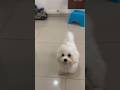 First time cream playing with balloon #sushmakiron #ytshort #dog