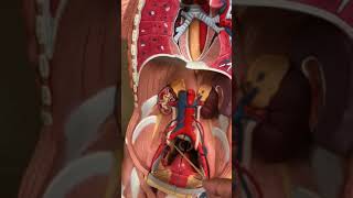 Muscles from the Torso Models